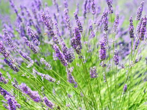 ¿Para qué sirven las plantas medicinales? Descúbrelo aquí ¿Para qué sirven las plantas medicinales? Descúbrelo aquí